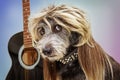 Funny Punk Rock Star Dog Royalty Free Stock Photo