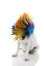 FUNNY PUNK ROCK DOG WEARING A COLORED WIG FOR CARNIVAL OR HALLOWEEN. ISOLATED AGAINST WHITE BACKGROUND Royalty Free Stock Photo