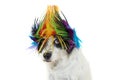 FUNNY PUNK ROCK DOG WEARING A COLORED WIG, LOOKING AT CAMERA WITH ONE EYE. ISOLATED AGAINST WHITE BACKGROUND Royalty Free Stock Photo