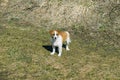 Puppy on the grass. Cute pets. Walk with the dog. Royalty Free Stock Photo