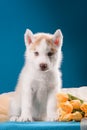 Funny puppy with a bouquet of flowers