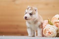 Funny puppy with a bouquet of flowers