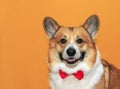 Funny puppy corgi dogs with big ears on yellow isolated background portrait