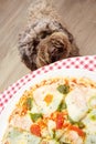 Funny puppy dog begging human pizza food Royalty Free Stock Photo