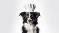 Funny puppy dog border collie in chef cooking hat isolated on white background. ai generative