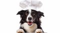 Funny puppy dog border collie in chef cooking hat isolated on white background. ai generative