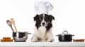 Funny puppy dog border collie in chef cooking hat isolated on white background. ai generative