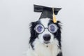 Funny puppy dog border collie with graduation cap eyeglasses isolated on white background. Dog gazing in glasses grad Royalty Free Stock Photo