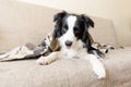 Funny puppy dog border collie lying on couch under plaid indoors. Little pet dog at home keeping warm hiding under blanket in cold Royalty Free Stock Photo