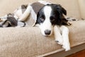 Funny puppy dog border collie lying on couch under plaid indoors. Little pet dog at home keeping warm hiding under blanket in cold Royalty Free Stock Photo