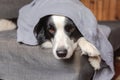 Funny puppy dog border collie lying on couch under plaid indoors. Little pet dog at home keeping warm hiding under Royalty Free Stock Photo