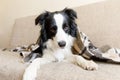 Funny puppy dog border collie lying on couch under plaid indoors. Little pet dog at home keeping warm hiding under blanket in cold Royalty Free Stock Photo