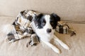 Funny puppy dog border collie lying on couch under plaid indoors. Little pet dog at home keeping warm hiding under blanket in cold Royalty Free Stock Photo