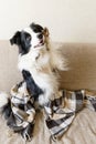 Funny puppy dog border collie lying on couch under plaid indoors. Little pet dog at home keeping warm hiding under blanket in cold Royalty Free Stock Photo
