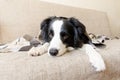 Funny puppy dog border collie lying on couch under plaid indoors. Little pet dog at home keeping warm hiding under blanket in cold Royalty Free Stock Photo