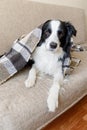 Funny puppy dog border collie lying on couch under plaid indoors. Little pet dog at home keeping warm hiding under blanket in cold Royalty Free Stock Photo