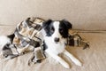 Funny puppy dog border collie lying on couch under plaid indoors. Little pet dog at home keeping warm hiding under blanket in cold Royalty Free Stock Photo