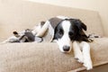 Funny puppy dog border collie lying on couch under plaid indoors. Little pet dog at home keeping warm hiding under blanket in cold Royalty Free Stock Photo