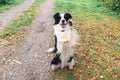 Funny puppy dog border collie playing jumping on dry fall leaves in park outdoor. Dog sniffing autumn leaves on walk Royalty Free Stock Photo