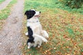 Funny puppy dog border collie playing jumping on dry fall leaves in park outdoor. Dog sniffing autumn leaves on walk Royalty Free Stock Photo