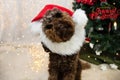 Funny puppy dog celebrating christmas with a red santa claus hat costume Royalty Free Stock Photo