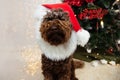 Funny puppy dog celebrating christmas with a red santa claus hat costume Royalty Free Stock Photo