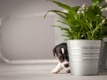 Funny puppy dog jack russell terrier, studio composition