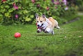 Beautiful funny puppy dog red Corgi fun runs after a red ball on a green meadow with his tongue hanging out and lifted high legs Royalty Free Stock Photo