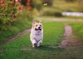 Funny puppy dog red Corgi fun walking on a green flowering meadow and catches a beautiful butterfly Machaon, raising his head high