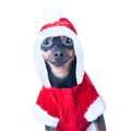 Funny puppy, dog in Santa costume Royalty Free Stock Photo