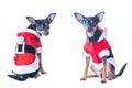 Funny puppy, dog in Santa costume, Royalty Free Stock Photo