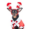 Funny puppy, dog in Santa costume Royalty Free Stock Photo