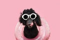 Funny puppy dog summer. Poodle licking it lips with tongue wearing a ring inflatable. Isolated on pink pastel background
