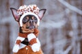 Funny puppy, a dog in a winter hat with pumples in a snowy fores Royalty Free Stock Photo