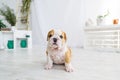 Funny puppy of english bull dog on the floor looking to camera. Royalty Free Stock Photo