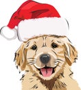 Funny Puppy/Golden retriever, in a red New Year`s cap, cute smiling puppy