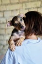 funny puppy in the hands of volunteer. Homeless puppies. Animal help concept