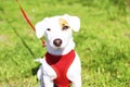 Young small breed dog with funny brown stain on face. Portrait of cute happy jack russel terrier doggy outdoors, walk in the park. Royalty Free Stock Photo