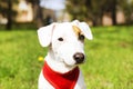 Young small breed dog with funny brown stain on face. Portrait of cute happy jack russel terrier doggy outdoors, walk in the park. Royalty Free Stock Photo