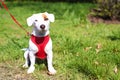 Young small breed dog with funny brown stain on face. Portrait of cute happy jack russel terrier doggy outdoors, walk in the park. Royalty Free Stock Photo