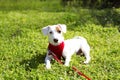 Young small breed dog with funny brown stain on face. Portrait of cute happy jack russel terrier doggy outdoors, walk in the park. Royalty Free Stock Photo