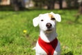 Young small breed dog with funny brown stain on face. Portrait of cute happy jack russel terrier doggy outdoors, walk in the park. Royalty Free Stock Photo