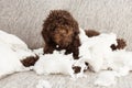 Funny puppy mischief. Naughty chocolate poodle home alone after bite a pillow. Obedience concept