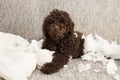 Funny puppy mischief. Poodle dog home alone after bite a pillow. disobey concept Royalty Free Stock Photo