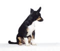Funny puppy mutts looks aside Royalty Free Stock Photo