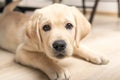funny puppy pokes nose into camera. cute little six week old retriever dog looking in camera Royalty Free Stock Photo