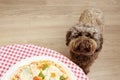 Funny puppy poodle dog begging human pizza food Royalty Free Stock Photo