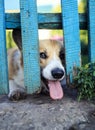 Funny puppy red the Corgi dogs curiously stuck their snout and paws into the cracks of the wooden fence in the garden guarding