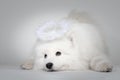 Funny puppy of Samoyed dog portrait with at studio on white background Royalty Free Stock Photo