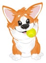 Corgi and tennis